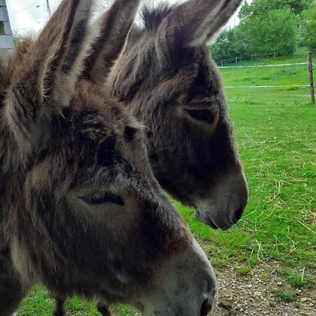 Gite Aux Anes Avec Spa Menetou-Ratel Exterior foto