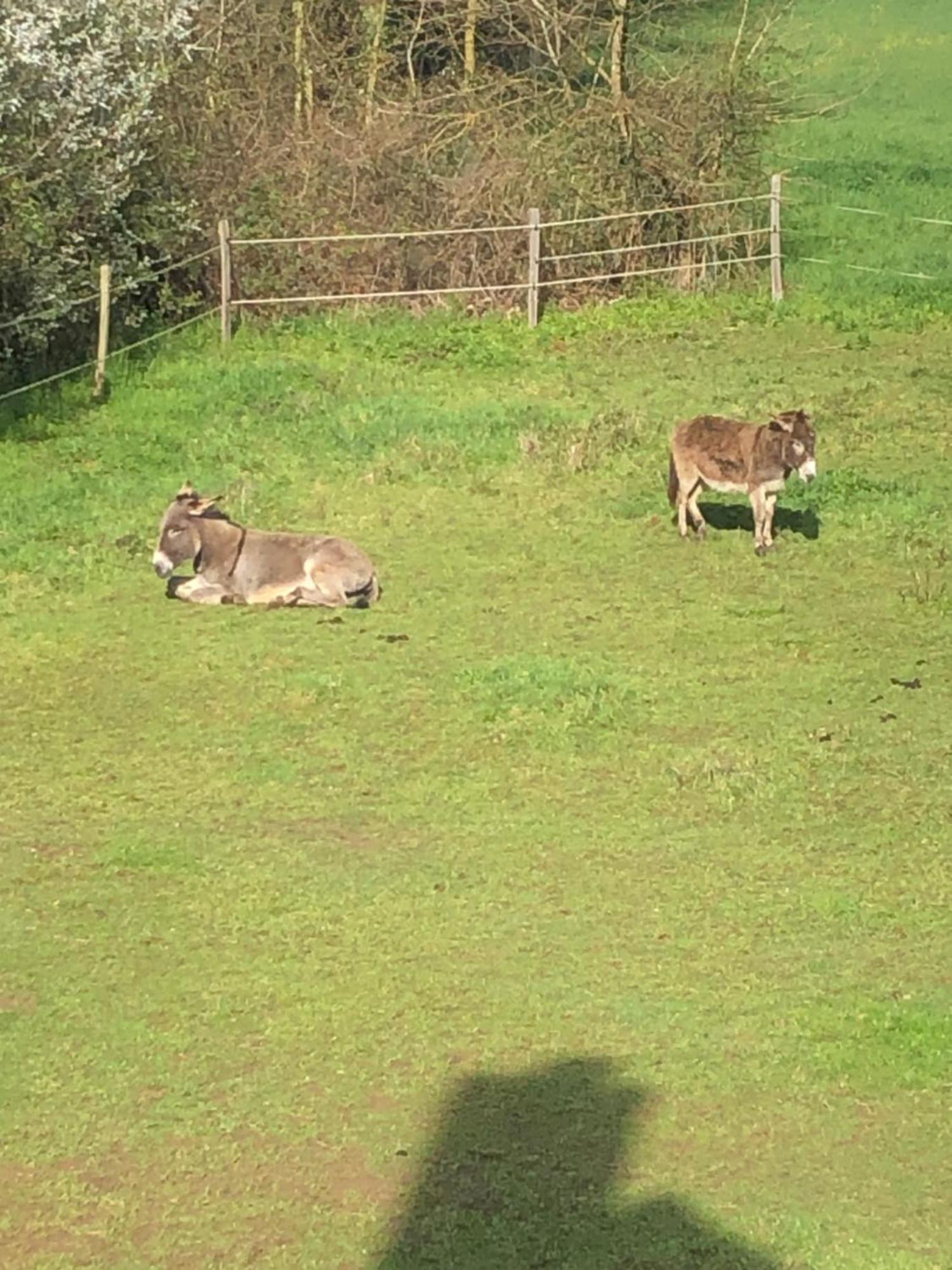 Gite Aux Anes Avec Spa Menetou-Ratel Exterior foto