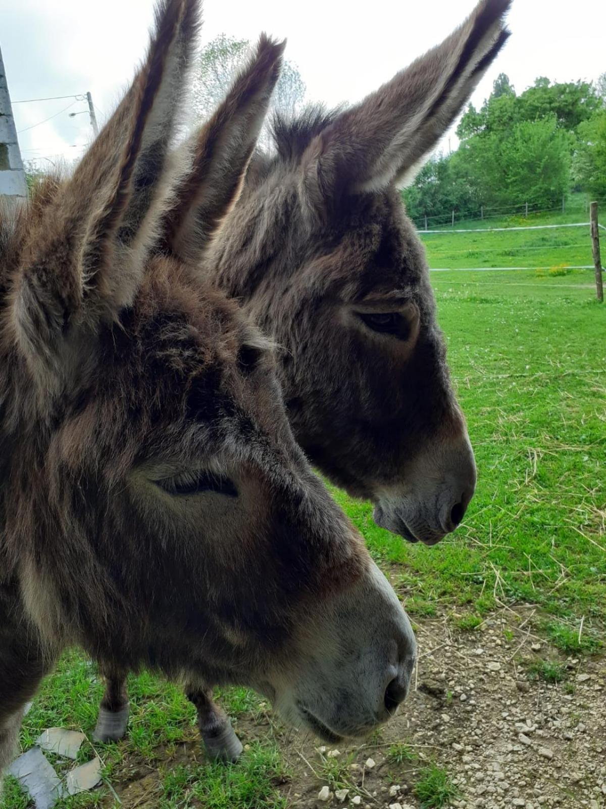 Gite Aux Anes Avec Spa Menetou-Ratel Exterior foto