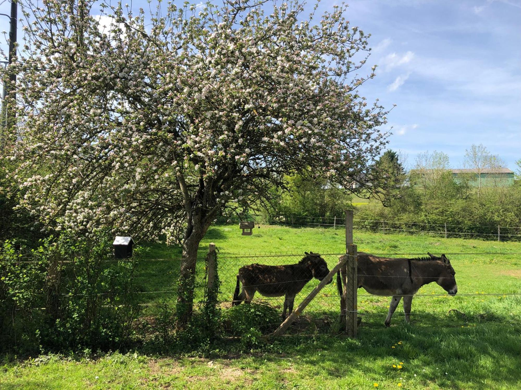 Gite Aux Anes Avec Spa Menetou-Ratel Exterior foto