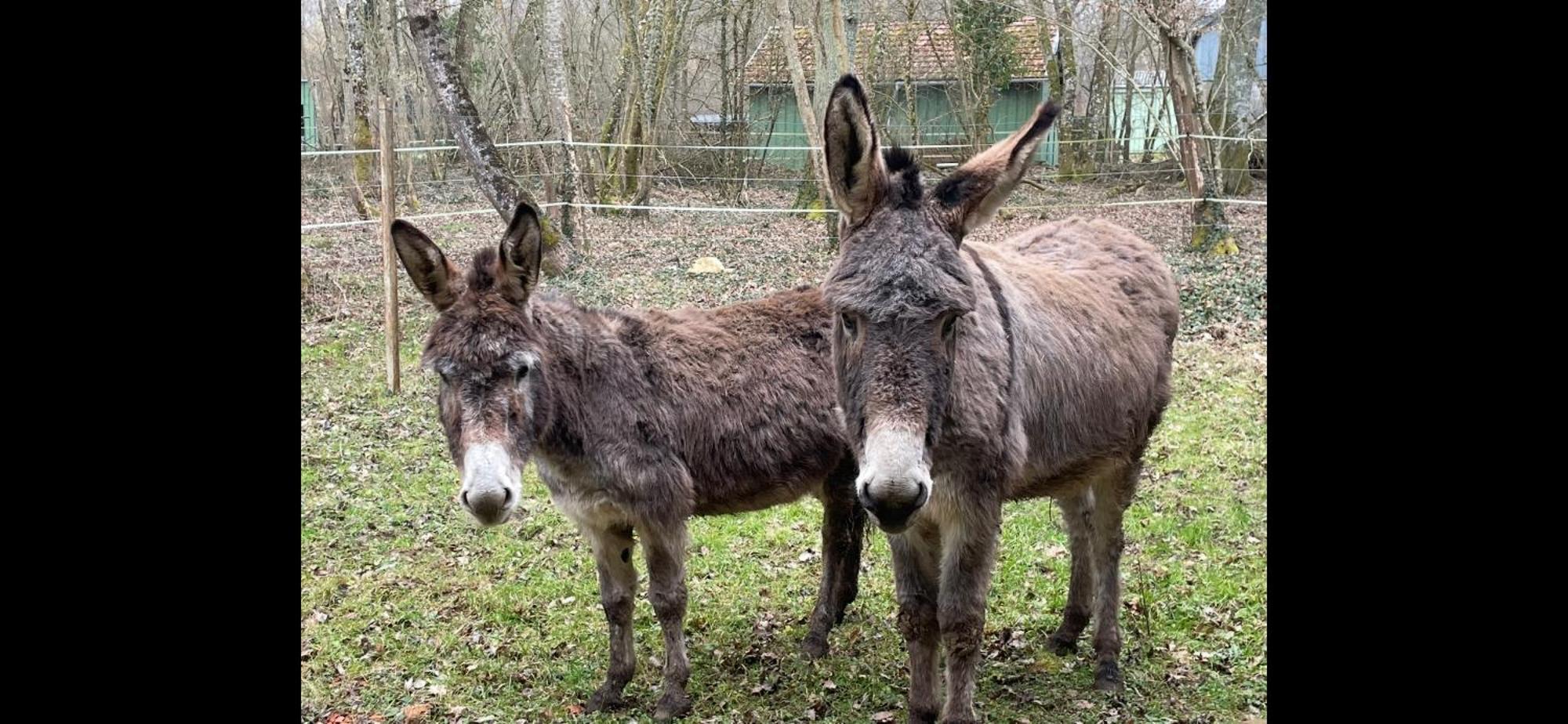 Gite Aux Anes Avec Spa Menetou-Ratel Exterior foto